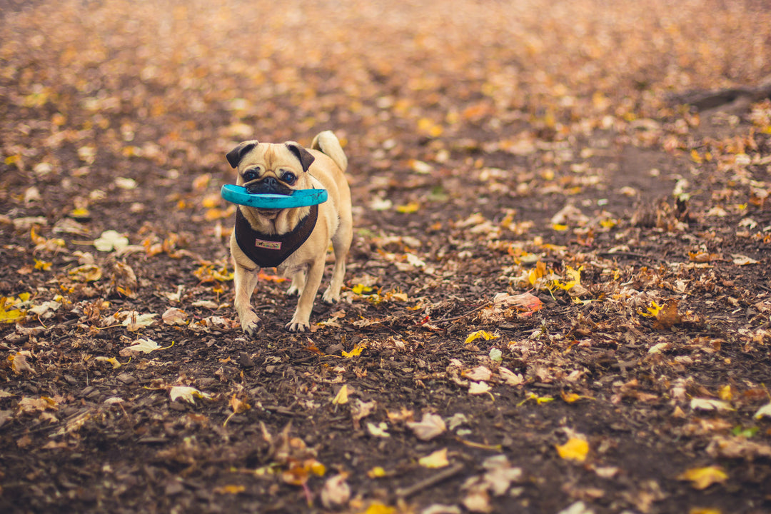 dog carrying a toy