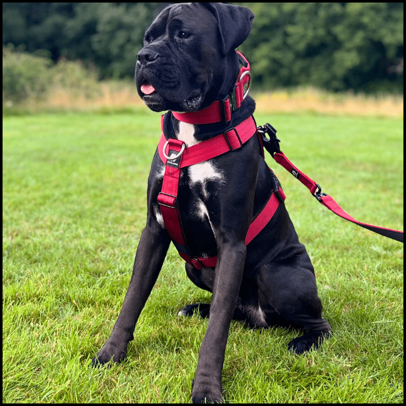 ApexCanine Anti-pull Harness - Burgundy on black dog