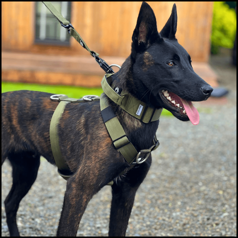 ApexCanine Anti-pull harness - Khaki- on black dog 