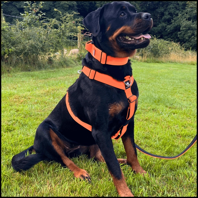 ApexCanine Anti-pull harness - Orange - on black dog