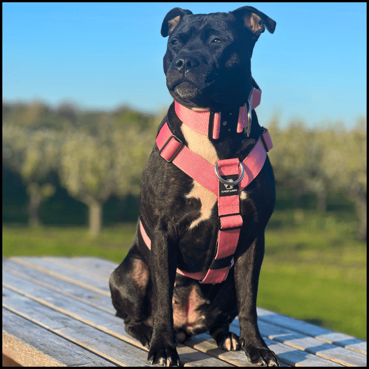 ApexCanine Anti-pull Harness - Pink -  on black dog outside in the sun