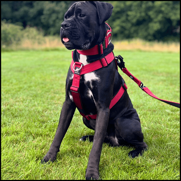 ApexCanine Tactical Dog Collar - Burgundy